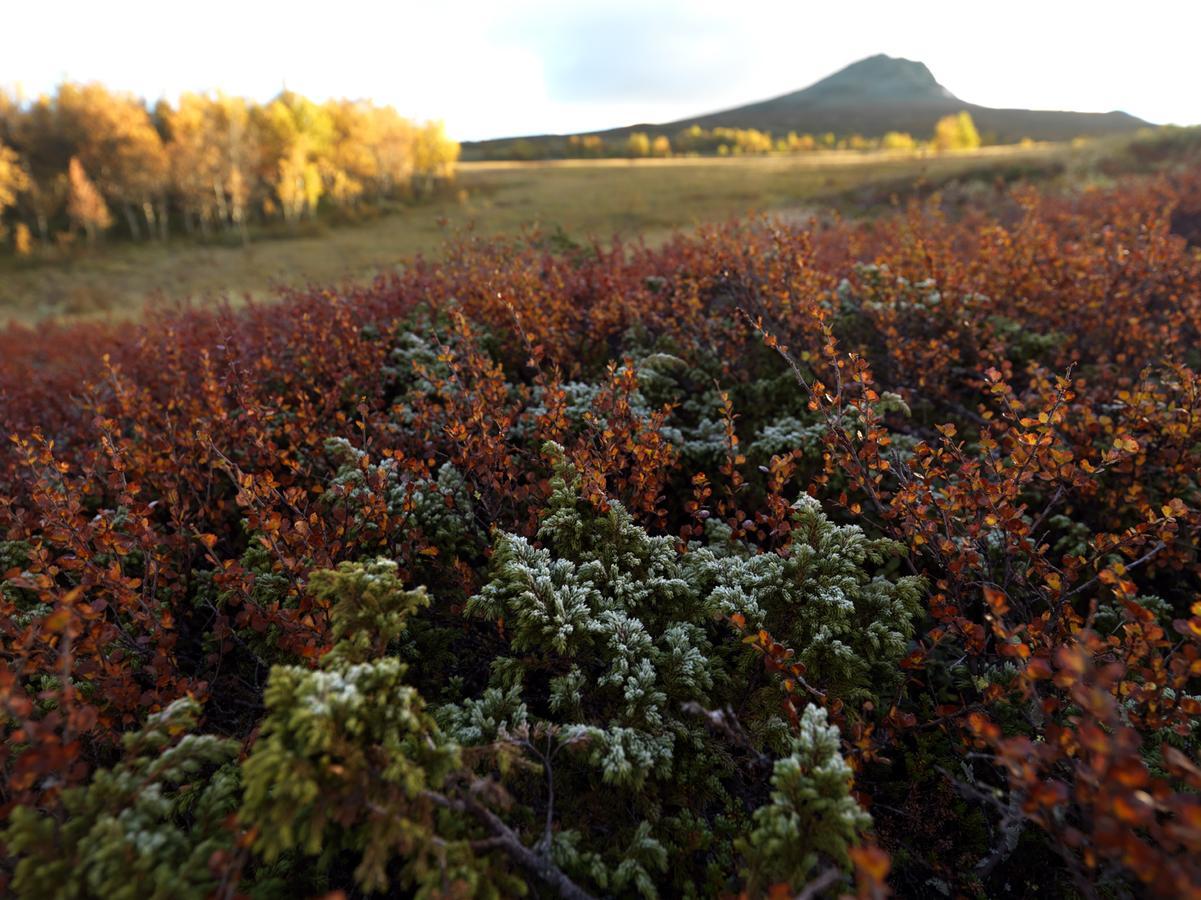 Отель Harahorn Fjellgard Grondalen  Экстерьер фото